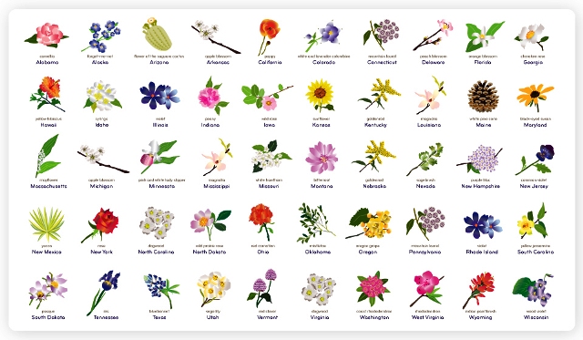 List Of Different Types Of Flowers List Of Different Types Of Flowers