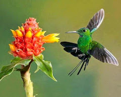 Mi sublime colibrí