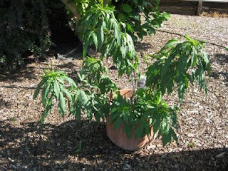 Droopy Leaves on a Hot Afternoon. Water…Or Not?