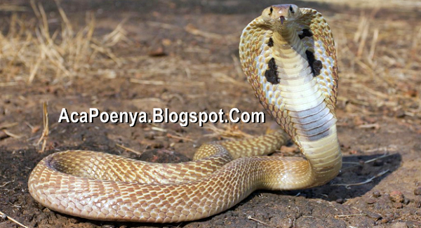 Ular Cobra Beracun Ular Cobra Beracun