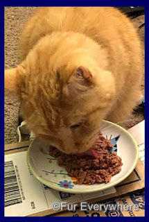 Carmine eats his Purina Pro Plan Classic Adult True Nature Natural Turkey & Chicken Entree canned cat food on his #Chewy box.