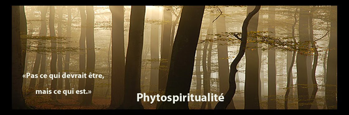 L Art Du Calme Intérieur Eckhart Tolle Pdf Gratuit