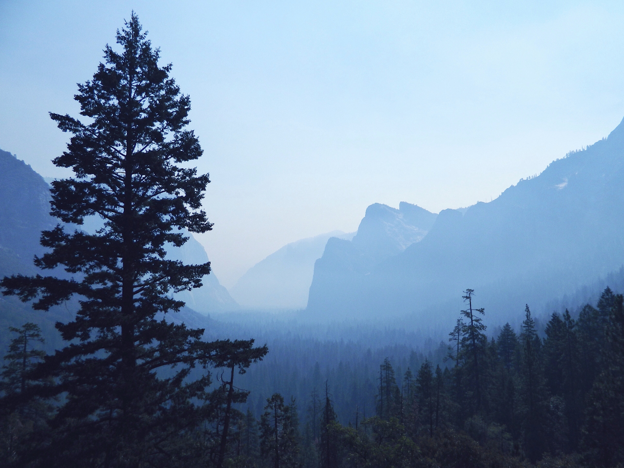 A forest is tinted in blue. In the front we got a big tree, in the back you can spot some mountains. Panic attacks can affect everyone and I would like to help others all the while telling you about my own experiences.