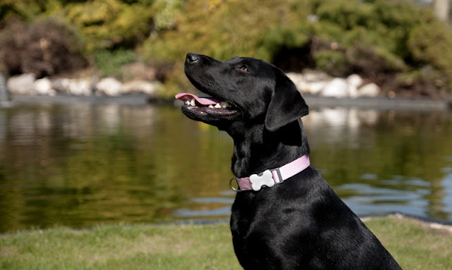 Great photos catch the eye of potential adopters and speed up adoptions from shelters. Illustratred by a black Lab sitting by a pond.