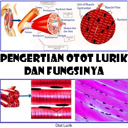Pengertian dan Fungsi Otot Lurik