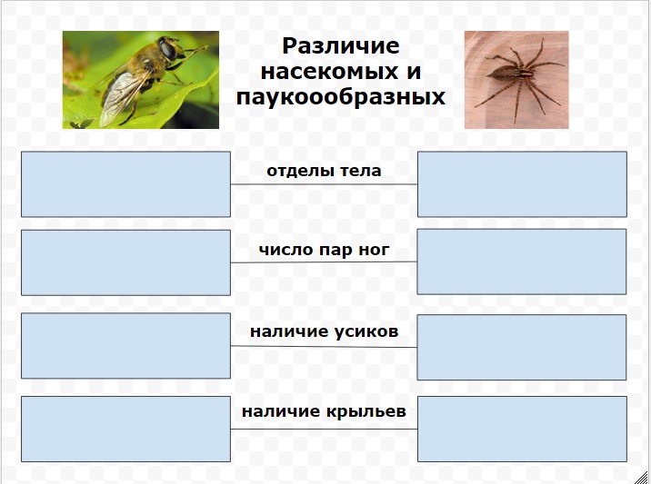 Насекомые сходства и различия. Различие насекомых. Сходства и различия насекомых для дошкольников. Различие насекомых по ногам. Размер насекомых разница.