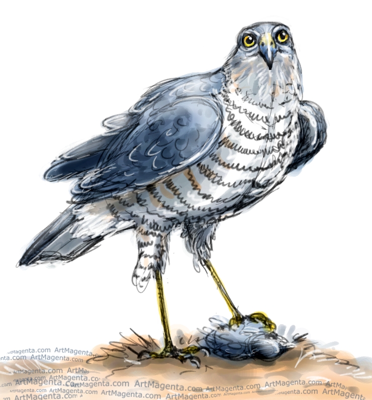 Sparrowhawk sketch painting. Bird art drawing by illustrator Artmagenta