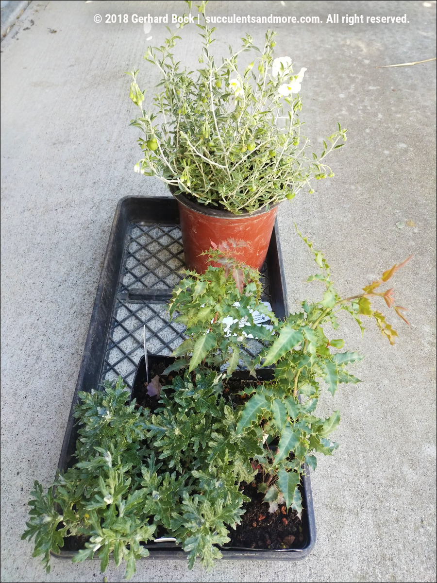 Jom Makan Life Sakura Spring Blossoms Fest At Genji