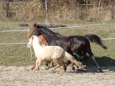 Konie, jazda konna, pensjonat dla koni w Węgrzcach