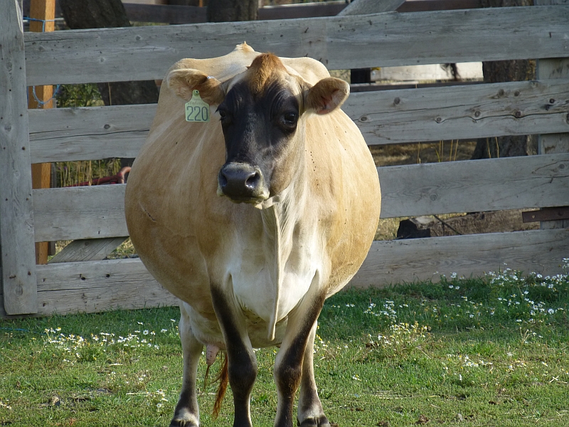dubarry wide calf