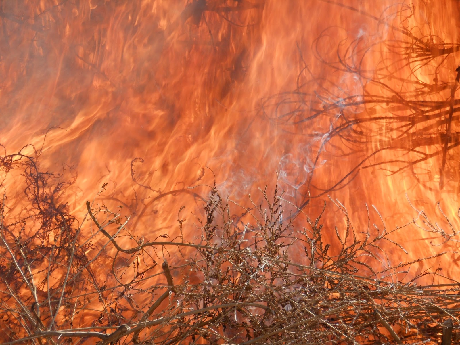 Time to Burn the Weeds – Feel the Heat!