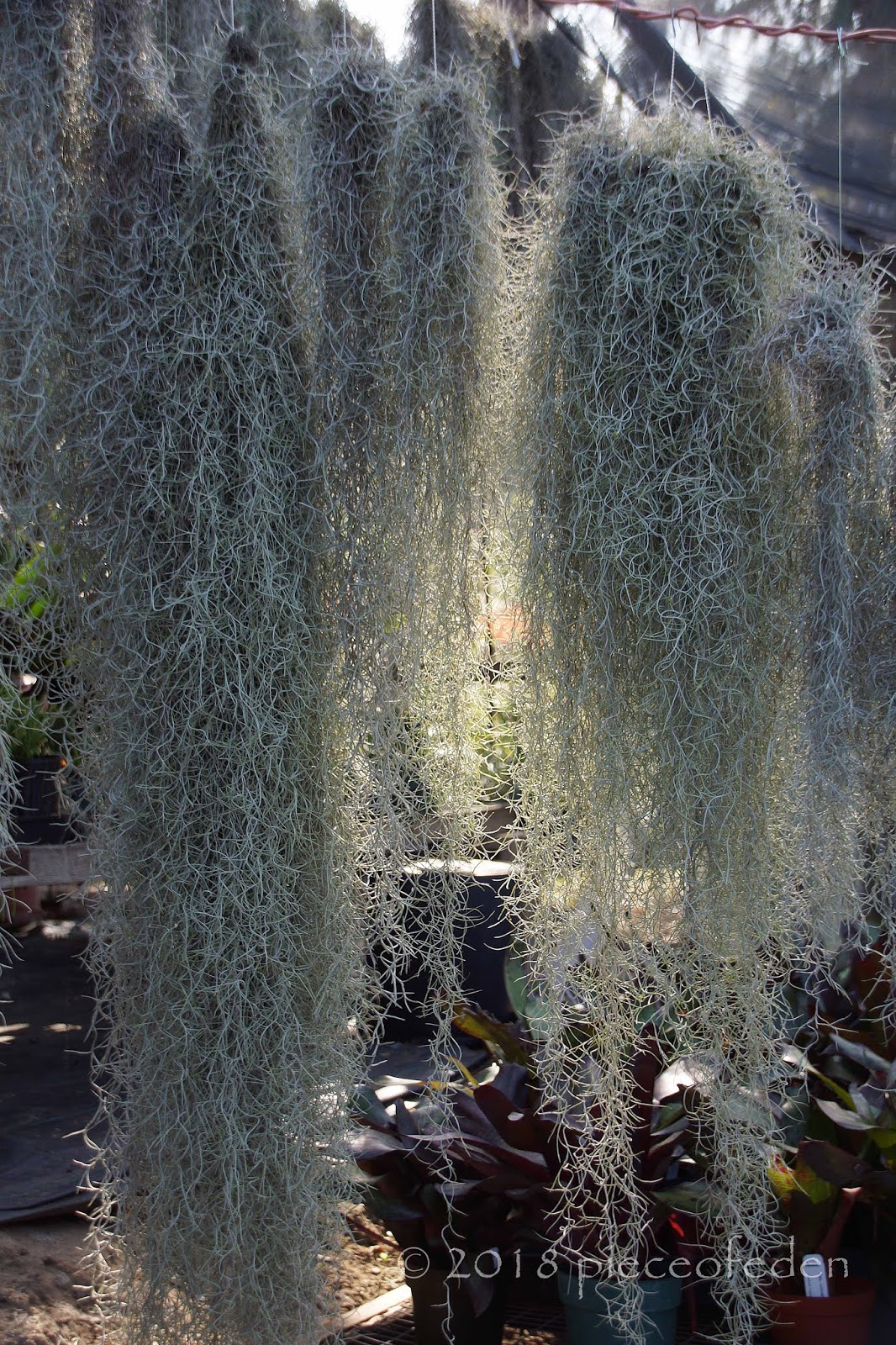 A Visit To Bird Rock Tropicals