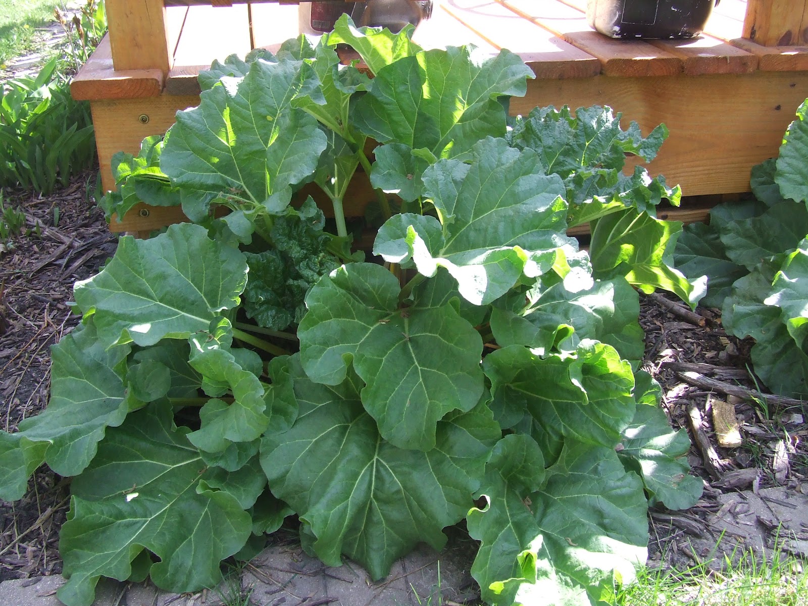 The Full Circle Gardener: Rhubarb, One of Spring's First Fruits