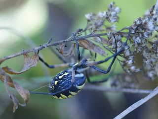 Argiope orangée - Argiope aurantia Argiope orangée - Argiope aurantia