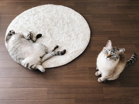 へそ天で床に転がってるサバトラ猫と、お座りしてるシャムトラ猫