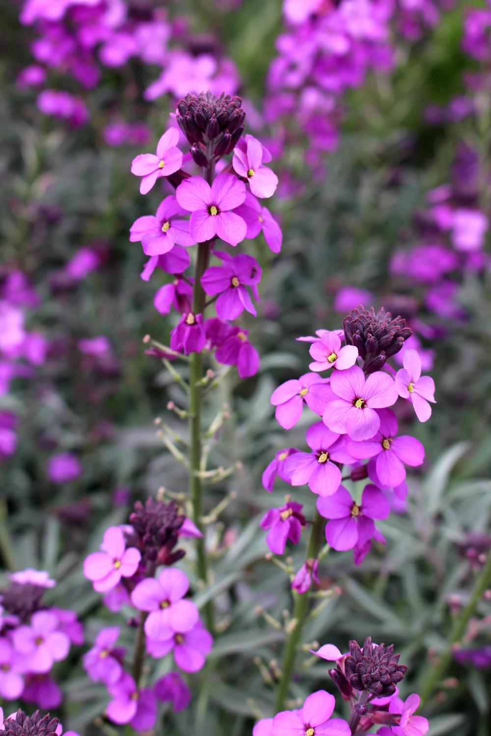 Purple flowers at Kew Gardens in Spring - London lifestyle blog