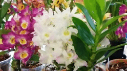 Orquídea Dendrobium Nobile - Orquídea Olho de Boneca - Cultivo e Dicas  Importantes.