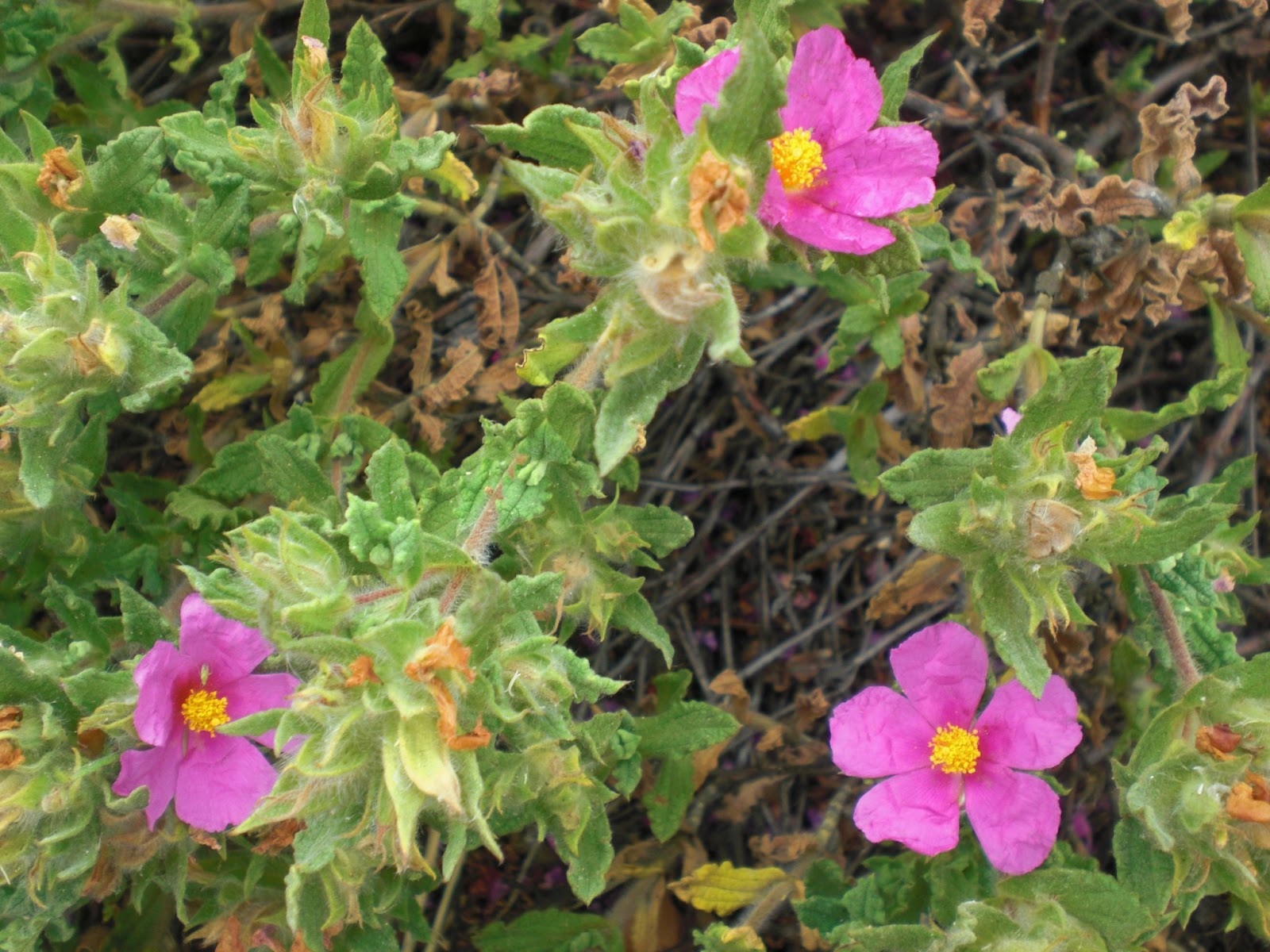 Perfumes y luces de Extremadura: Jara rizada, Cistus Crispus.