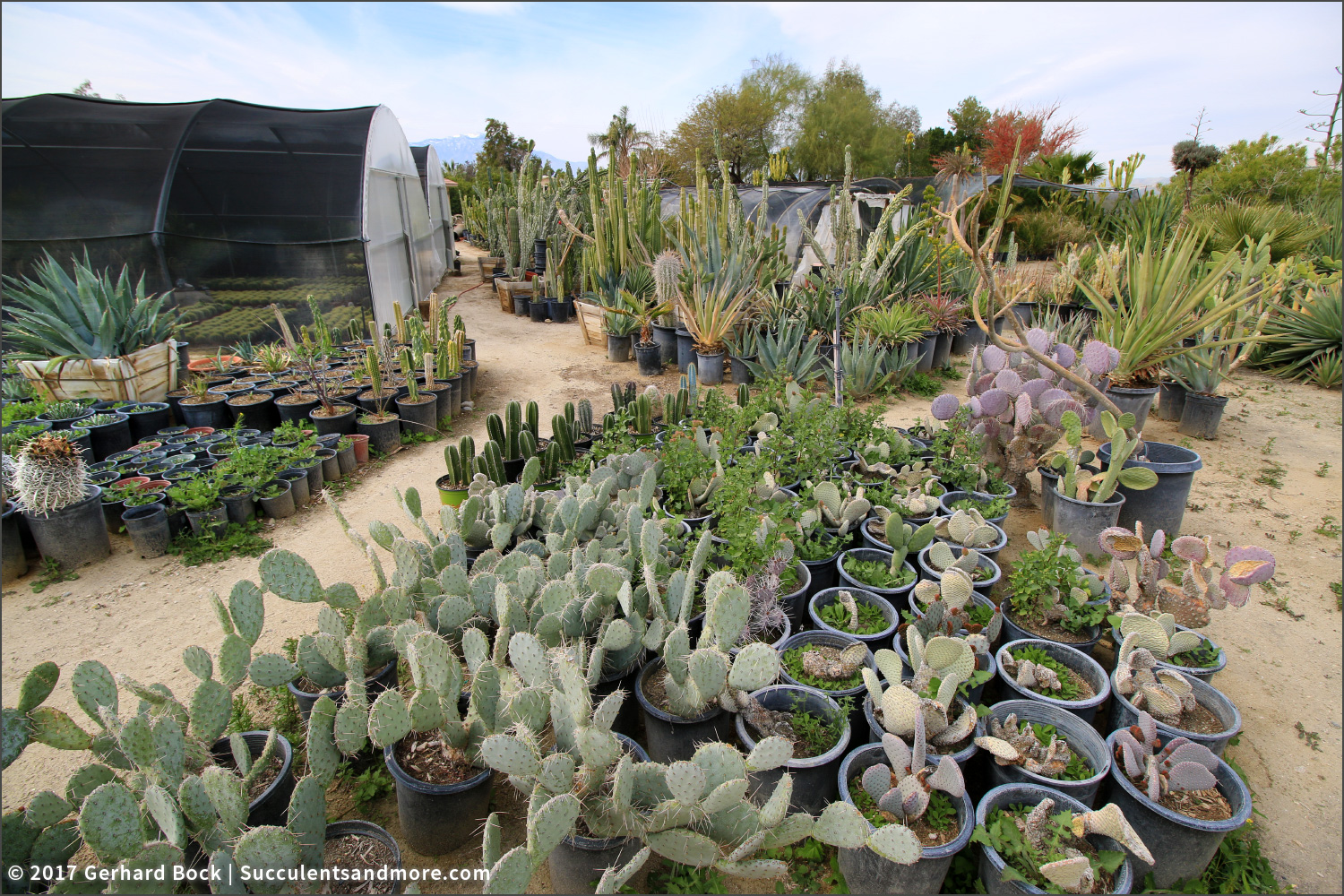 Sunland Cactus Nursery Kew Gardens This Is What Hens When An Octopus Agave Vilmoriniana Flowers Together With Left To Its Ain Devices Eventually The Bulbils Drib Off
