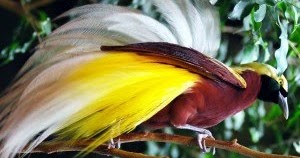 Contoh Puisi Tentang Burung: Burung Cendrawasih