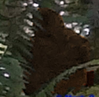 Recent photo of Bigfoot