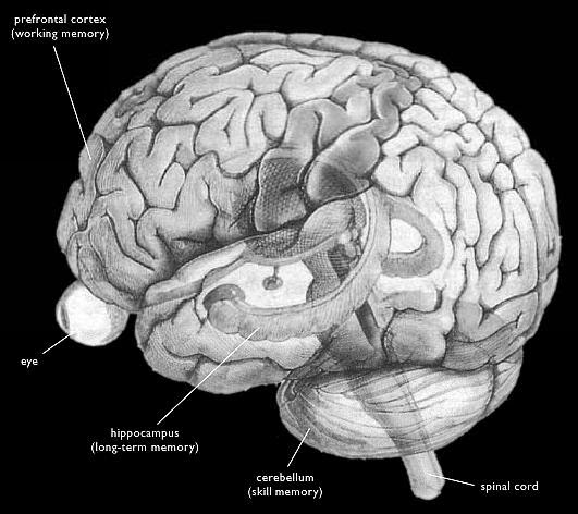 GRAĐANSKI KRUG: Brainbutts