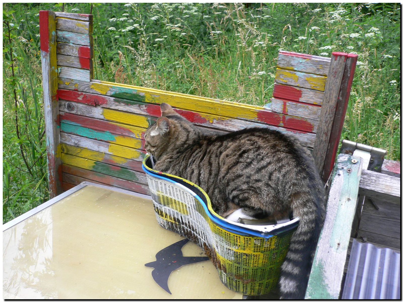 Wokinisblog Von Angelface Katzenansichten