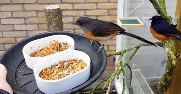 √ Cara Mengatasi Murai Batu Macet Bunyi Dan Terdengar