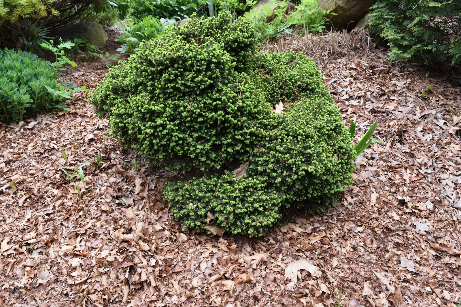 Picea Abies pygmaea