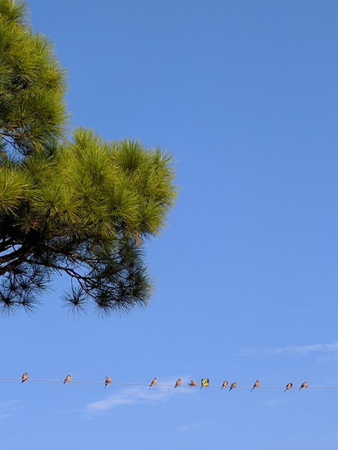 Doves and Rawk detecting Hurricane Irma Florida blue skies doves Hurricane Irma perching on power line RawkHawk2010