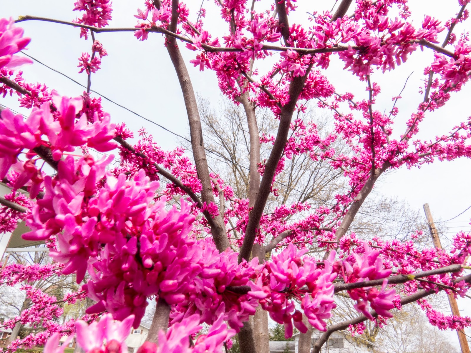 Breanna's Birding Blog Flowers, Rockville MD April 8, 2016
