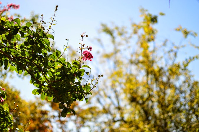 Shallow depth of field from 35 mm 1.8 lens