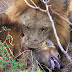 Λιοντάρια σκοτώνουν και τρώνε ύαινα (βίντεο).