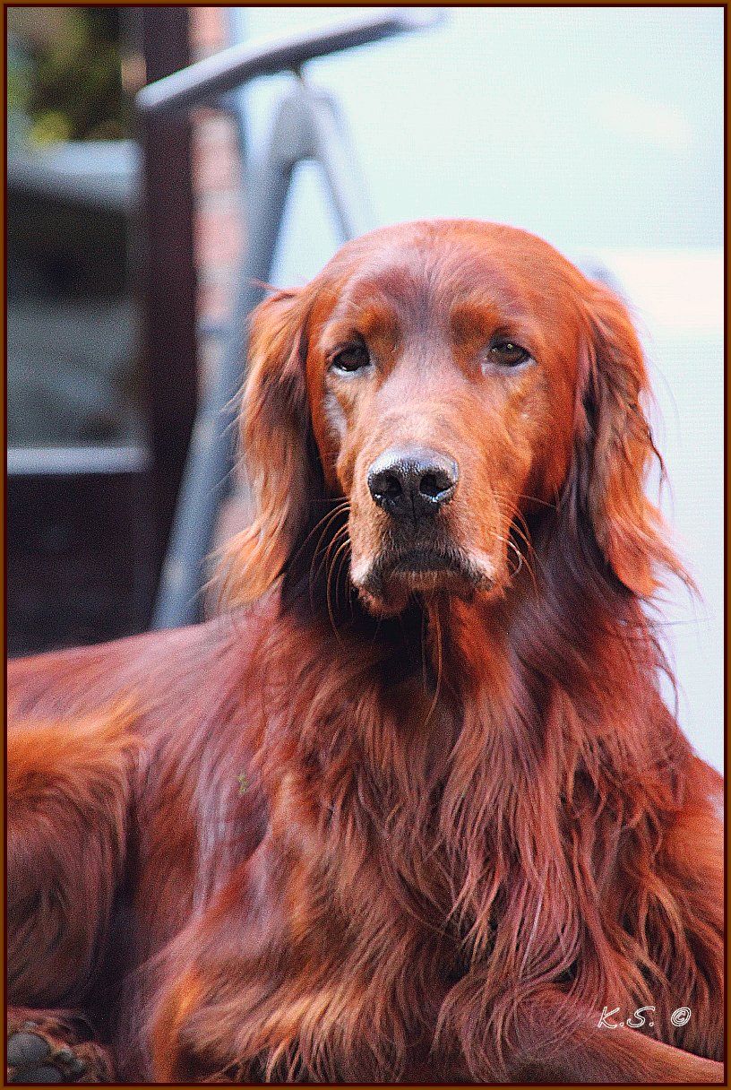 Klarchen Tag Der Hunde