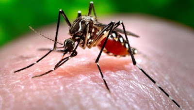 Unión Europea confirma el primer caso de Chikungunya