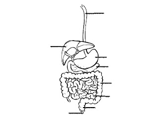 Learner's Hub: GENERAL SCIENCE WORKSHEET