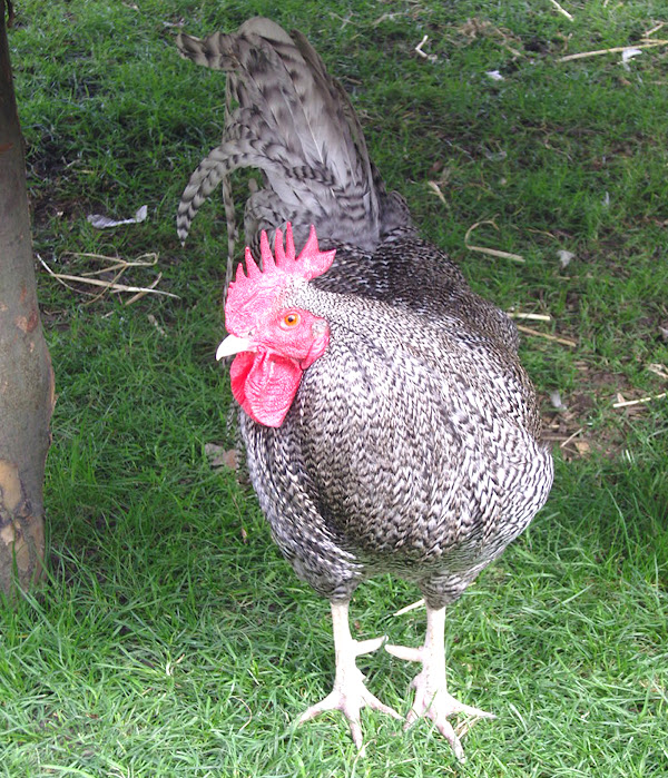 scots grey chicken, scots grey chickens, raising scots grey chicken, caring scots grey chickens, breeding scots grey chicken, scots grey chicken rearing, how to raise scots grey chickens, how to care for scots grey chickens, guide for raising scots grey chickens, scots grey chicken farming, scots grey chicken farming business, commercial scots grey chicken farming, commercial scots grey chicken farming business, how to start scots grey chicken farming, how to start scots grey chicken farming business