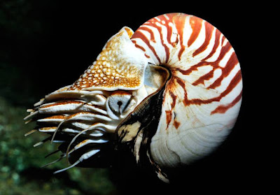 Animals That Start With N - Nautilus Animals That Start With N - Nautilus