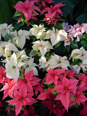 Massed poinsettias at the Allan Gardens Conservatory 2015 Christmas Flower Show by garden muses-not another Toronto gardening blog