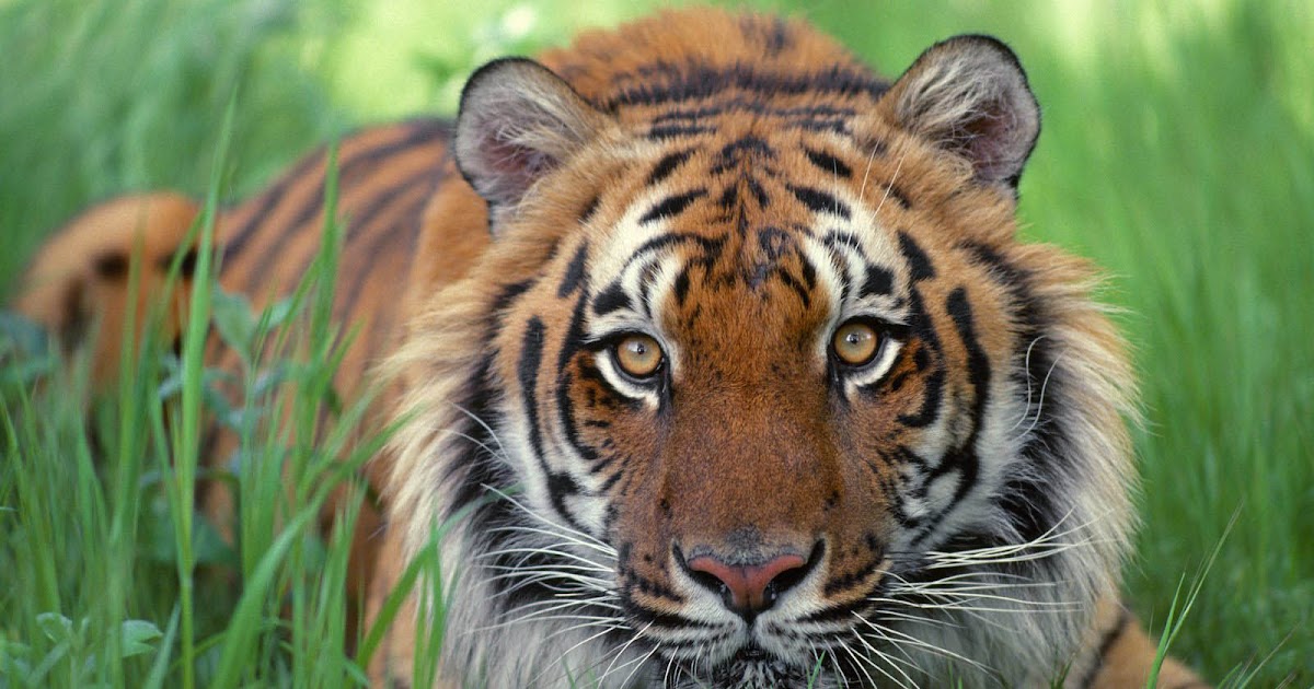 ivanildosantos gambar harimau sumatera