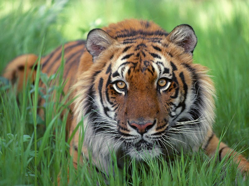 Gokil 20+ Gambar Harimau Jawa Dan Sumatera