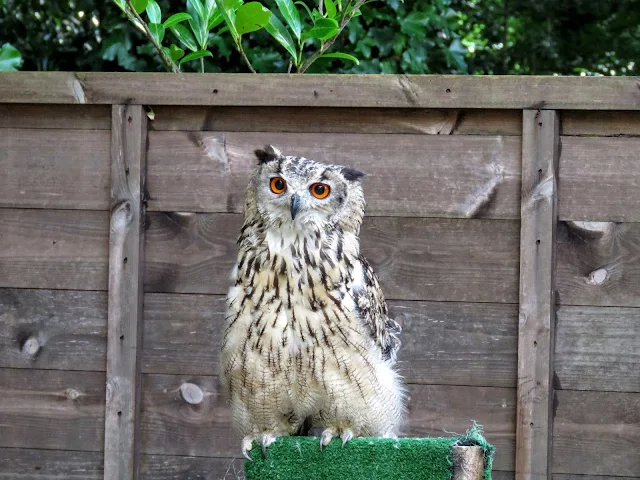 Eagle Owl at Mount Falcon estate in County Mayo, Ireland