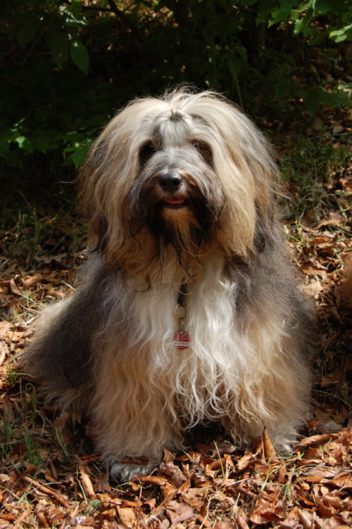 Sternzeichen für Hunde Steinbock ABOUT DOGS AND CHIRU [Hundeblog]