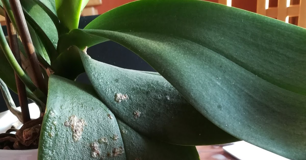 Fleuriste Isabelle Feuvrier Mon orchidée est malade...