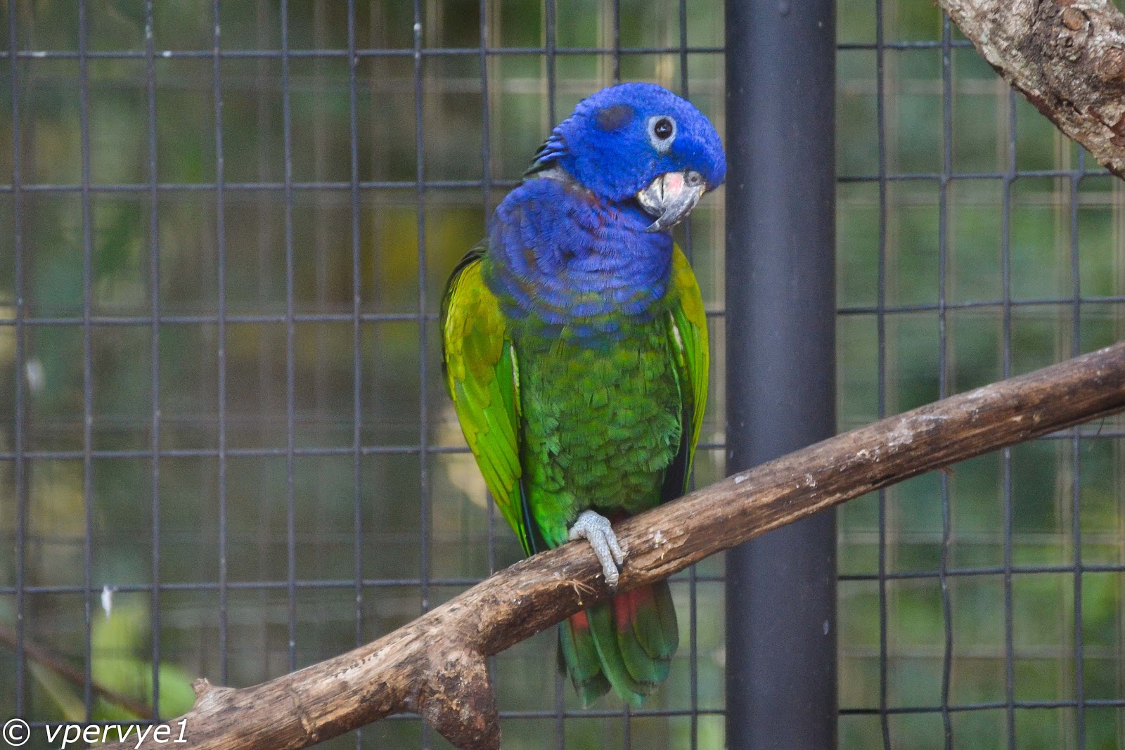 Попугаи в бразилии Попугаи в бразилии