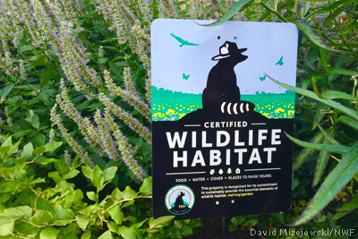 wildlife habitat certified garden nwf national federation certify community certification sign yard habitats sustainability water protect landscape features wild mizejewski