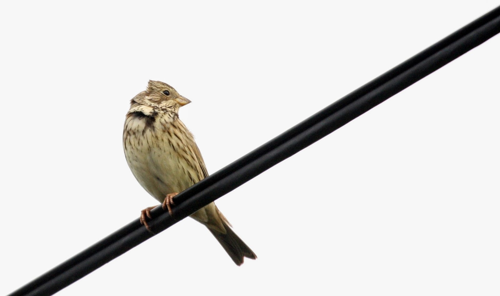 Austin's Birding Blog 10/04/2014 Holcroft Lane, Culcheth