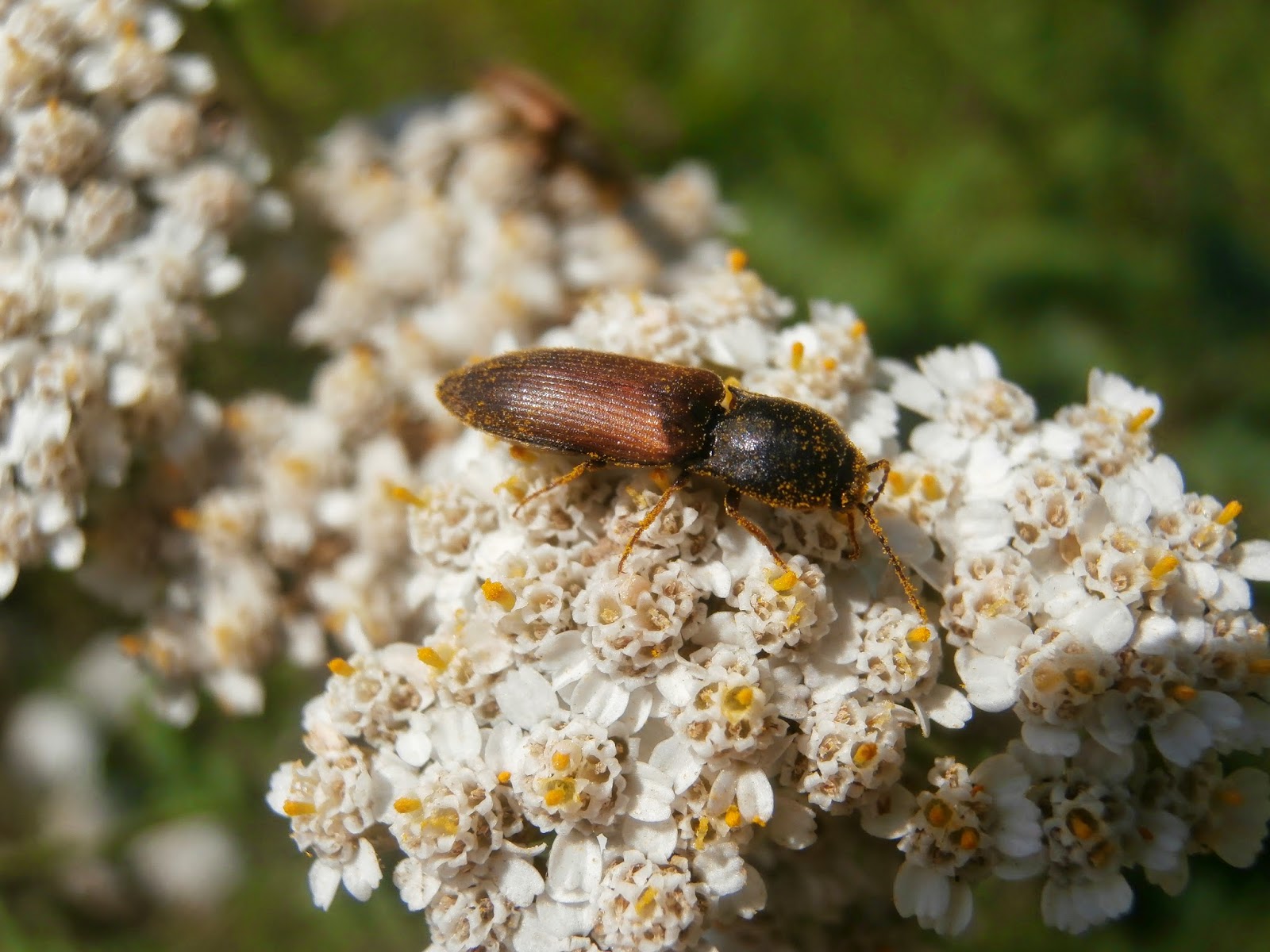 De natura Mezei pattanóbogár (Agriotes ustulatus)