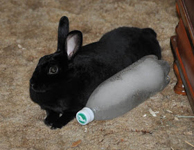 frozen bottle for rabbits