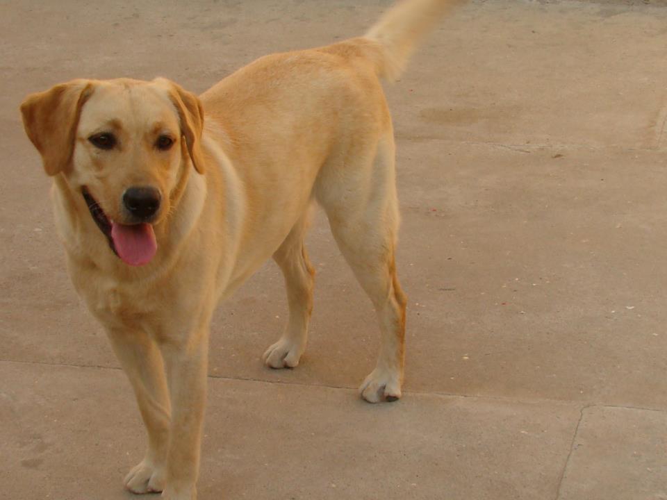 Resultado de imagem para Cão devora dever de casa da dona